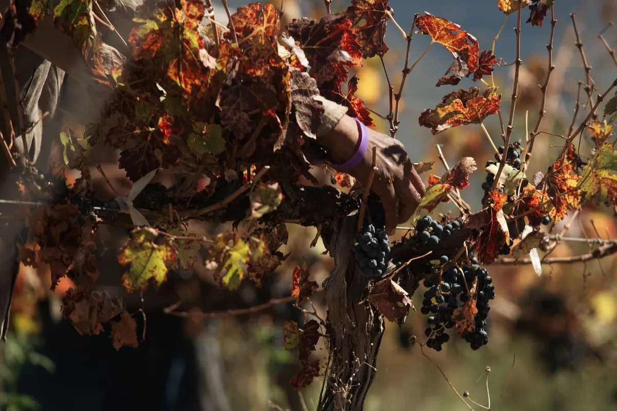 Main de vendangeur cueillant des grappes de raisin noir parmi les feuilles de vigne rougies par l'automne