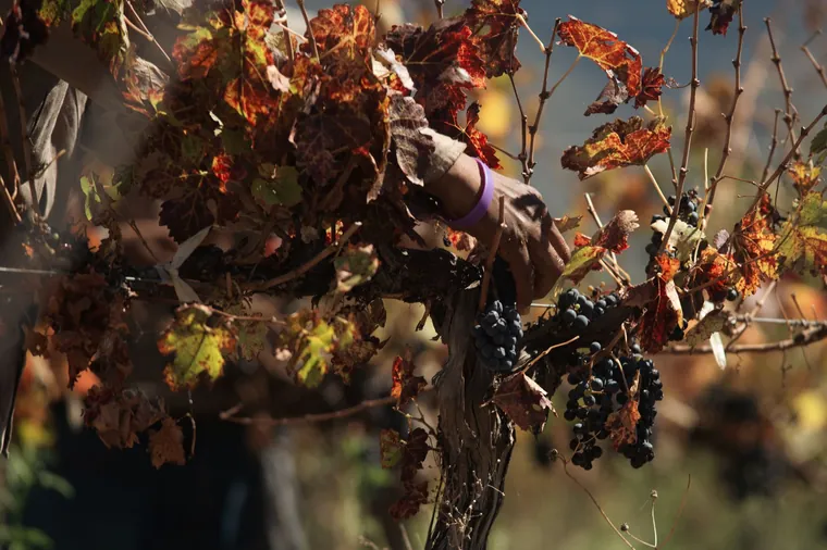 Vendange à la main de raisins noirs parmi les feuilles d'automne