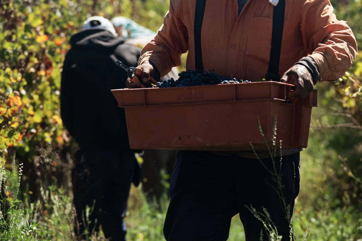 Vendangeur portant une caisse remplie de grappes de raisin noir fraîchement cueillies dans les vignes